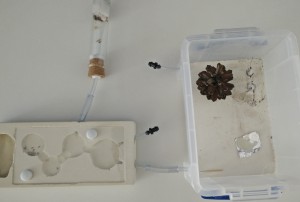Disposition générale, [Blog] Regyne, la reine Lasius niger