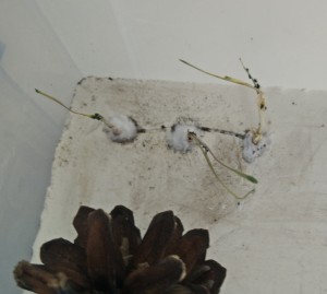 Elevage de pucerons, [Blog] Regyne, la reine Lasius niger