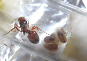 Les larves., [Blog] Manica rubida, attention les piqûres !