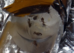 ZOOM, [BLOG] Lasius emarginatus de CORVO