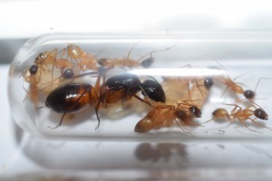 Camponotus thoracicus, [Blog] Camponotus (Tanaemyrmex) thoracicus (Fabricius, 1804)