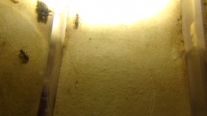 Plâtre résiné, Evolution de vos nids maison en plâtre