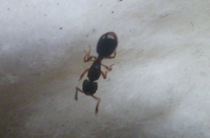 Gyne, Myrmecina graminicola, gyne ?