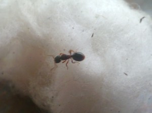 Gyne, Myrmecina graminicola, gyne ?