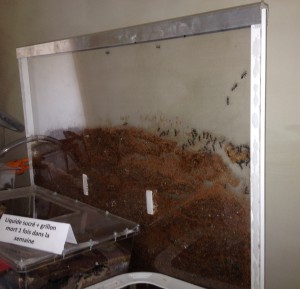 Nid creusable, [Tuto] Nid plexi pour les nuls en bricolage