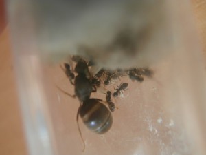 Gyne 2 : Ça avance bien aussi ! xD <br />Environs 15/20 ouvrières. (pas réussi à compter exactement), [Blog] Le début d'une grande histoire - Lasius cf niger