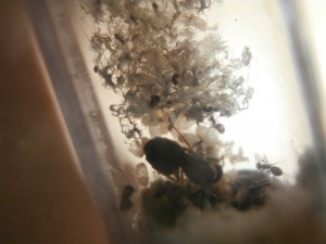 Gyne 3 : Très très sale... ^^<br />19 ouvrières aussi, coïncidence ? Je ne crois pas. XD XD, [Blog] Le début d'une grande histoire - Lasius cf niger