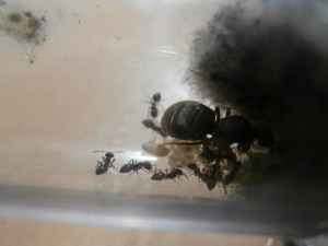 Gyne 4 : 4 ouvrières découvertes aujourd'hui ! \o/<br />4 ouvrières, elle en a mis du temps. :D, [Blog] Le début d'une grande histoire - Lasius cf niger