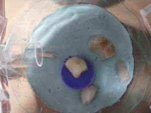 On ne voit pas grand chose mais, ce sont dess ouvrière de la gyne 1 hier qui se régale de lait + miel + sucre. D'ailleurs actuellement aussi elles sont dans l'ADC ! \o/, [Blog] Le début d'une grande histoire - Lasius cf niger