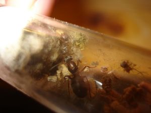 Je ne vois plus les œufs mais il faut dire que c'est le bazar dans le tube avec la vermiculite, Mes colonies (funkyben)
