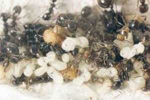 Messor barbarus 2, Les colonies de Couloucha
