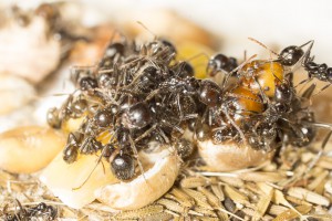 Messor barbarus 3, Les colonies de Couloucha
