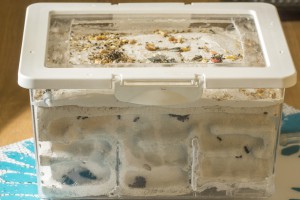 Messor barbarus 4, Les colonies de Couloucha