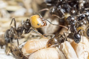 Messor barbarus 5, Les colonies de Couloucha