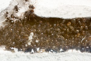 Messor barbarus 6, Les colonies de Couloucha