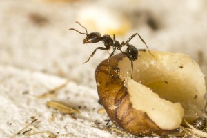 Messor barbarus 8, Les colonies de Couloucha