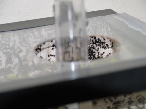 Ouvrières dans l'ADC 2, Ma colonie de Messor barbarus (déjà 6 ans en 2014)