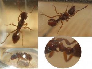 L'inconnue, [Myrmica rubra] L'inconnue du jardin