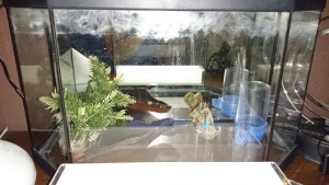 Vue de près, [Blog] Lasius niger de Kiouna baptisées Bratisla et Cie