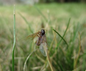 Dur dur de monter., Essaimage Lasius sp.