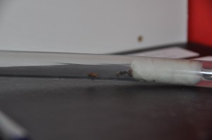 voila mes 2 gynes, [Blog] Les jaunes (Lasius flavus)