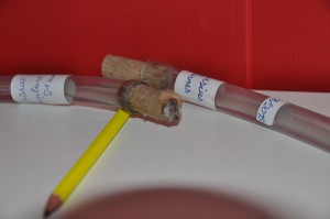 C'est quoi ??? Oh non de la pourriture..., [Blog] Les jaunes (Lasius flavus)