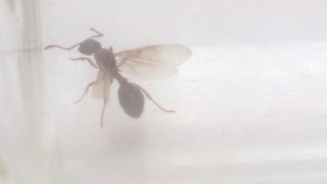 photo 1, [Myrmica sp.] Reine ailée