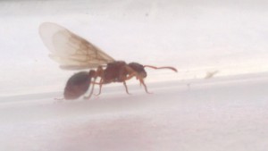 photo 2, [Myrmica sp.] Reine ailée