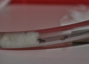 Voila... LES ORAGEUSES !!!, [Blog] Les jaunes (Lasius flavus)