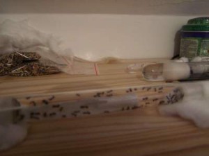 Mes messors à leur arrivées, [Blog] Messor barbarus d'Ant51