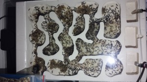 Nid des Crematogaster, Réserve de nourriture des Crematogaster scutellaris