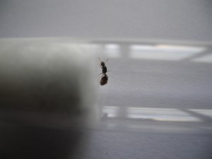 Tete, [Solenopsis sp.] Demande d'identification d'une fourmi trouvée sur une pelouse