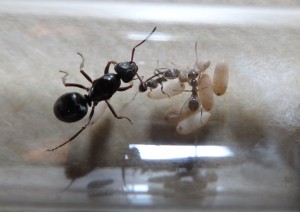 Bienvenue !, Naissance Formica sp. (fusca ?)