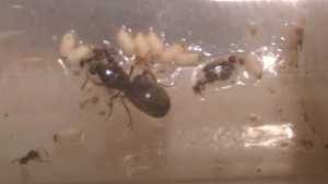 Noyade, Coton qui fuit