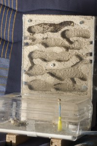 Nid 1, Les colonies de Couloucha