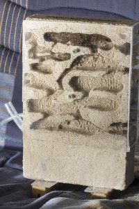 Nid 2, Les colonies de Couloucha