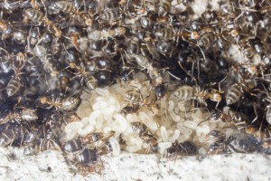 Lasius emarginatus 2, Les colonies de Couloucha