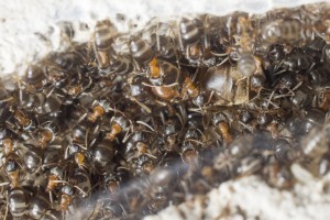Lasius emarginatus 3, Les colonies de Couloucha