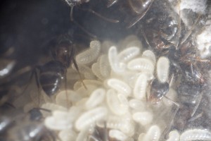 Lasius emarginatus 4, Les colonies de Couloucha