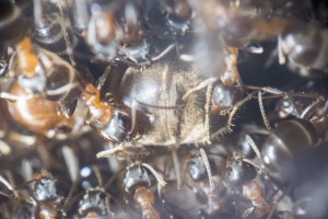 Lasius emarginatus 6 - Gyne, Les colonies de Couloucha