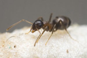 Lasius emarginatus 7 - Ouvrière dans l'ADC, Les colonies de Couloucha
