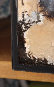 forage de BC en cours..., Mes colonies (funkyben)