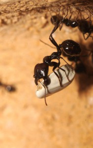 acrobate et sa graine 2, Mes colonies (funkyben)