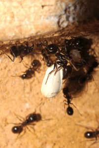 acrobate et sa graine 3, Mes colonies (funkyben)