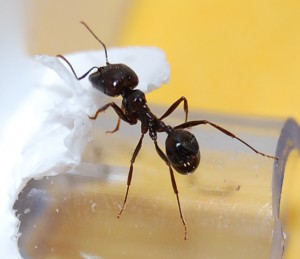 Séance photo : média, Présentation de mes Messor barbarus