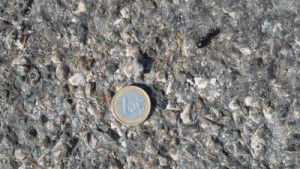 histoire de voir la taille de la bête !, [Messor sp.] Gyne trouvée à Marseille