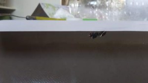 de profil 2, [Messor sp.] Gyne trouvée à Marseille