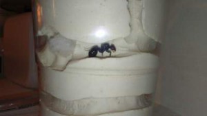 de dessus, [Messor sp.] Gyne trouvée à Marseille