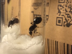 Fourmis capturées, [Messor sp] Fourmis capturées le 13.09.2015