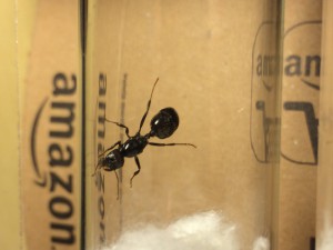 Fourmis capturées, [Messor sp] Fourmis capturées le 13.09.2015